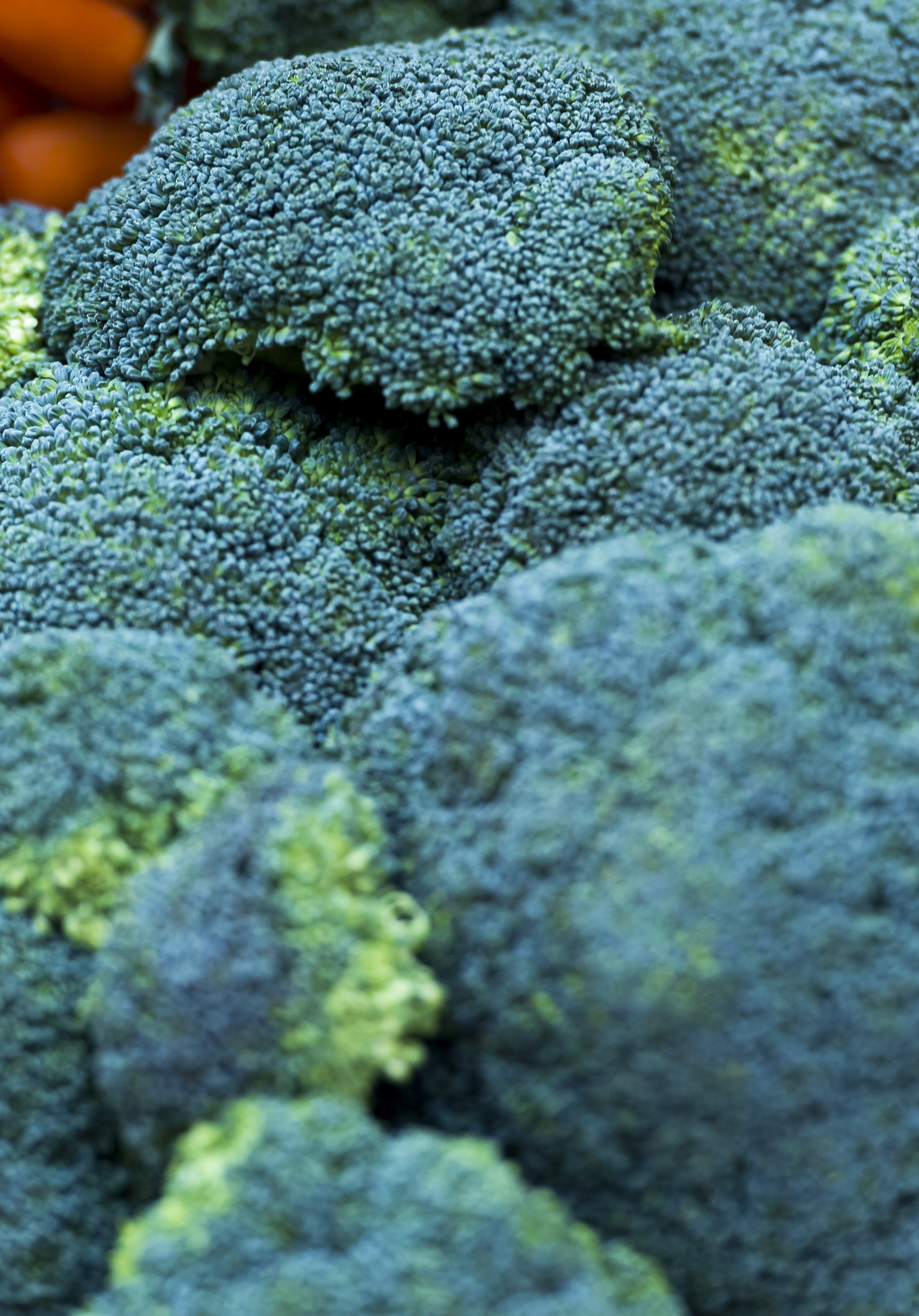 2015-03-26 09:19:36 ROTTERDAM - Broccoli tijdens het groentecongres. Het congres, een gezamenlijk evenement van de zorgsector en de groente en fruitsector, staat in het teken van het belang van groente voor een gezonde leefstijl. ANP XTRA LEX VAN LIESHOUT