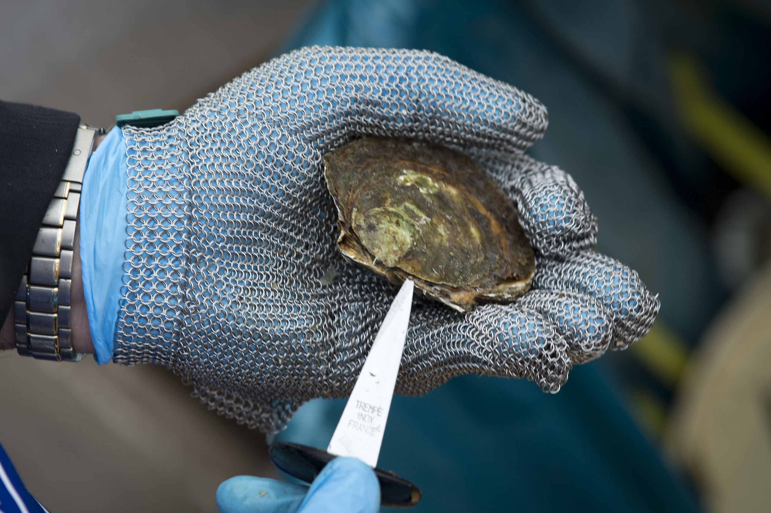 Oester wordt opengewrikt