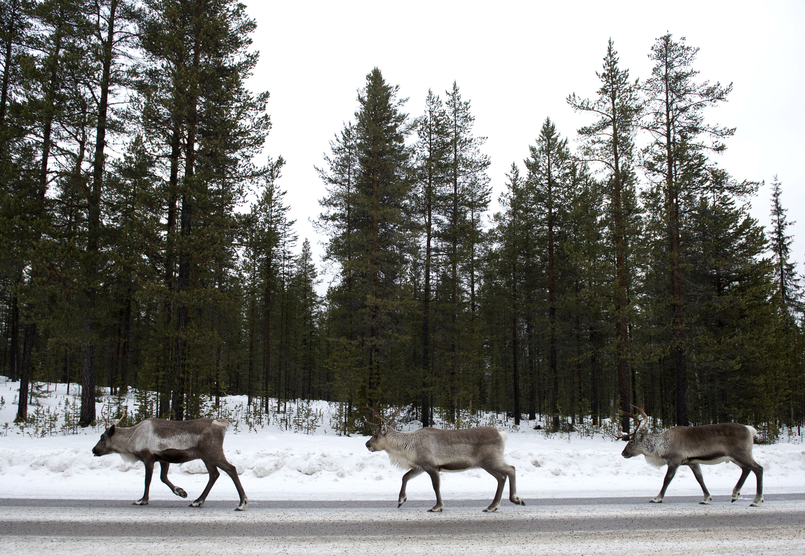 Rendieren zoeken naar zout op de snelweg in Zweeds Lapland - AFP PHOTO/JONATHAN NACKSTRAND